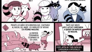 Parece mentira, pero en Japón sufren de una plaga de mapaches.
Y todo por culpa de …