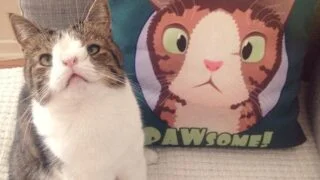 estos-son-los-gatos-mas-famosos-de-youtube.jpg