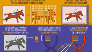 pictoline-cientificos-almacenaron-por-primera-vez-un-gif-en-una-bacteria-y-es-aun-mas-sorpre.jpg