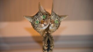 los-mejores-videos-de-youtube-para-gatos.jpg