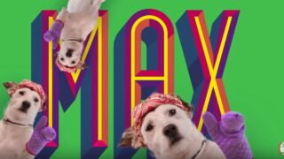 propaganda patitas max perro pollo