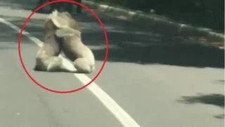 el-video-viral-de-los-koalas-peleandose-que-arrasa-en-facebook.jpg