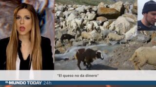 una-jueza-advierte-a-el-mundo-today-por-un-articulo-sobre-ovejas.png