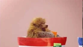 Publicidad Bizcochos GALLO SNACKS – Mono y Avestruz – Soy de Hurlingham