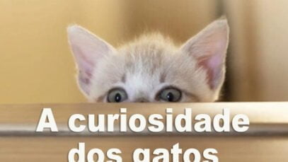 gato curioso