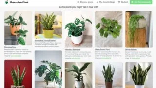 ChooseYourPlant-una-nueva-red-social-para-amantes-de-las-plantas.jpg