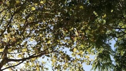 En vivo: Parque Centenario, Buenos Aires, 31 de Dic de