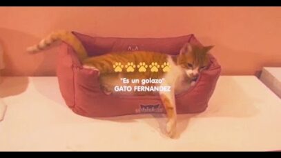 #TECLACUCHA de WHISKAS: la evolución de las cuchas para gatos