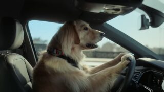 VOLKSWAGEN VIRTUS – Cachorro de Golden conduce el nuevo Virtus