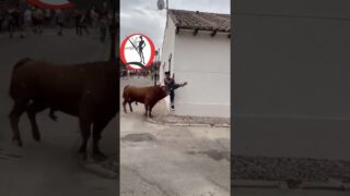 El toro que no quería que lo filmaran para Tiktok