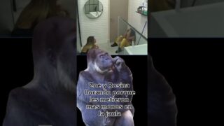 #GRANHERMANO Zoe y Rosina encerradas en el baño