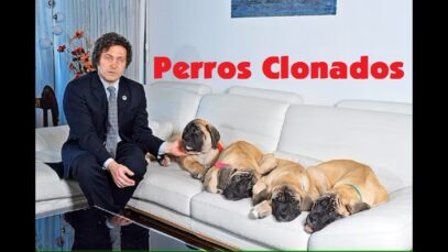 En España clonan perros x €50000 y no es ciencia