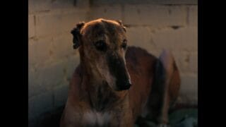 ATLÉTICO MADRID Navidad 2024 – La lealtad de los perros,