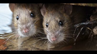 ¡Invasión de Ratas en Ciudades! 🌆🐀 ¿El Cambio Climático las