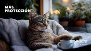 🐶 BRAVECTO responde con IA «cómo se siente un perro