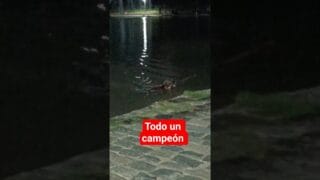 El perro que se cree carpincho no exis…..🐕🌊 #Shorts