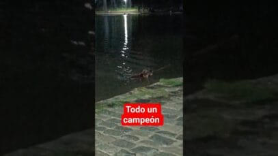 El perro que se cree carpincho no exis…..🐕🌊 #Shorts