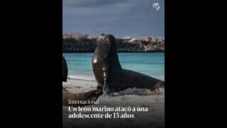 León marino succiona a una chica en la playa ¿Confusión
