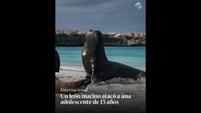 León marino succiona a una chica en la playa ¿Confusión