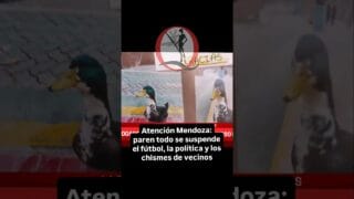 🔥 El pato más famoso de Mendoza… ¡tiene abogado! 🦆⚖️