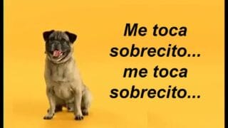 Publicidad PEDIGREE – Me toca sobrecito! ( Versión Argentina 2015)