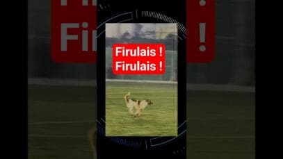 🐶 ¡Firulais invade cancha, detiene partido e hinchada lo aclama!