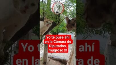 EXCLUSIVO!! Audio de Karina Milei y Martin Menem