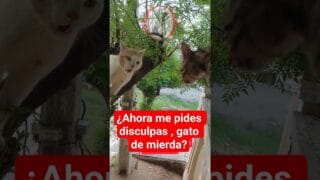 FASSI le pide disculpas a TAPIA para que no descienda