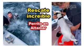 Perrito rescatado en altamar: héroes lo salvan y reunieron con