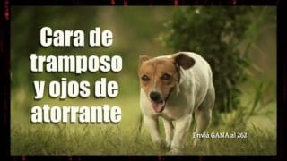 Publicidad MOVISTAR – Perrito Cara de Tramposo y Ojos de