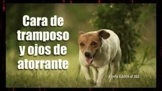 Publicidad MOVISTAR – Perrito Cara de Tramposo y Ojos de