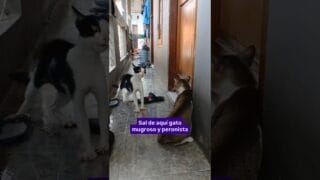 Tras discuso de Milei Gato reclama aumento para discapacitados y…..