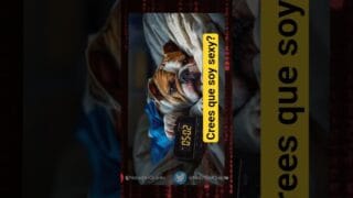 El bulldog más sexy de #Elecciones2025 : LÓPEZ MURPHY 🐶💛