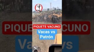 Las vacas hicieron un piquete para que el patrón no