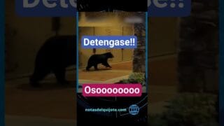 🐻 ¡OSO es perseguido por la POLICIA en la ciudad