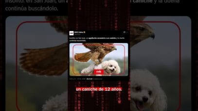 Águila secuestra caniche: «Al menos sirvió de cena» 🦅🐩 #Shorts
