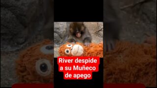 RIVER despide a su MUÑECO de apego #futbol