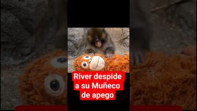 RIVER despide a su MUÑECO de apego #futbol