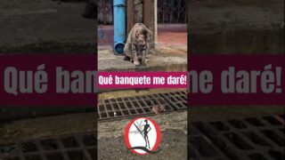 Este gato está a punto de darse un banquete