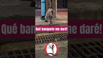 Este gato está a punto de darse un banquete