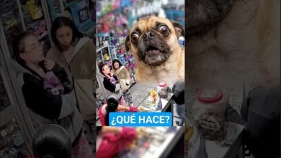 El robo más RIDÍCULO ! Usaron 1 perro para robar